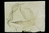 Fossil Sycamore (Platanus) Leaf - Green River Formation #109649-1